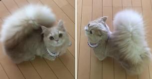 An Adorable Cat Living In Japan Named Bell Has A Bushy Squirrel-Like Tail An Adorable Cat Living In Japan Named Bell Has A Bushy Squirrel-Like Tail