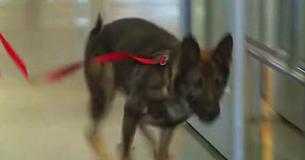 Un perro hizo llorar a los pasajeros del aeropuerto cuando se reunió con su mejor amigo Un perro hizo llorar a los pasajeros del aeropuerto cuando se reunió con su mejor amigo