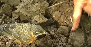 While Gardener Turns Over Soil A Bird Hops Right In To Help By Collecting The Worms While Gardener Turns Over Soil A Bird Hops Right In To Help By Collecting The Worms