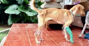Labradora abandonada sobrevivió en las alcantarillas durante meses antes de recibir una segunda oportunidad Labradora abandonada sobrevivió en las alcantarillas durante meses antes de recibir una segunda oportunidad