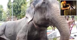 A Raju, el elefante, le caían lágrimas por su rostro cuando lo rescataron después de haber estado encadenado durante 50 años A Raju, el elefante, le caían lágrimas por su rostro cuando lo rescataron después de haber estado encadenado durante 50 años