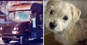 Un mensajero se detiene para rescatar a una cachorra que arrojaron desde un auto Un mensajero se detiene para rescatar a una cachorra que arrojaron desde un auto