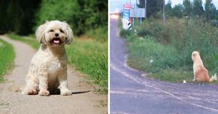 Perro perdido espera en el mismo lugar durante 4 años hasta que sus dueños regresan Perro perdido espera en el mismo lugar durante 4 años hasta que sus dueños regresan