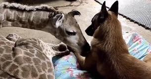 Caring Dog Sweetly Watches Over Abandoned Baby Giraffe Caring Dog Sweetly Watches Over Abandoned Baby Giraffe