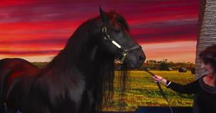 Horse, Frederik The Great, Is Hailed The Most Beautiful Of Its Kind Due To His Appearance Horse, Frederik The Great, Is Hailed The Most Beautiful Of Its Kind Due To His Appearance