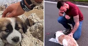 British Soldier Travels 3000 Miles To Reunite With Dog Who Gave Him Company In Syria Hoping She Will Remember Him British Soldier Travels 3000 Miles To Reunite With Dog Who Gave Him Company In Syria Hoping She Will Remember Him