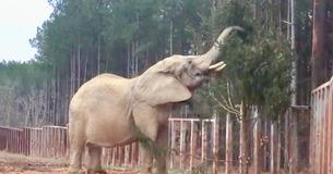 Elephant Sanctuary In Tennessee Is Accepting Christmas Tree Donations To Feed Hungry Elephants Elephant Sanctuary In Tennessee Is Accepting Christmas Tree Donations To Feed Hungry Elephants
