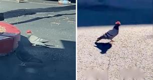 Anonymous Person Is Reportedly Sticking Minature Cowboy Hats On Pigeons In Las Vegas Anonymous Person Is Reportedly Sticking Minature Cowboy Hats On Pigeons In Las Vegas