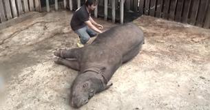 Fallece la última rinoceronte de Sumatra en Malasia y ahora están extintos oficialmente en el país Fallece la última rinoceronte de Sumatra en Malasia y ahora están extintos oficialmente en el país