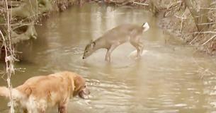 Deer's Antics When Dog Ignores It For River Rocks Captured On Video Deer's Antics When Dog Ignores It For River Rocks Captured On Video