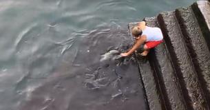 Boy Sits On Dock Every Morning And Waits For His Giant Stingray Buddy To Greet Him Boy Sits On Dock Every Morning And Waits For His Giant Stingray Buddy To Greet Him