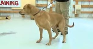 Un perro policía retirado que fue dejado en un refugio de animales por su jefe de policía encuentra un hogar para siempre Un perro policía retirado que fue dejado en un refugio de animales por su jefe de policía encuentra un hogar para siempre