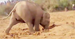 Una madre elefante cavó por 11 horas para tratar de rescatar a su bebé Una madre elefante cavó por 11 horas para tratar de rescatar a su bebé