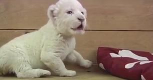 La leoncita blanca del zoológico de Belgrado intenta rugir, pero suena como una oveja La leoncita blanca del zoológico de Belgrado intenta rugir, pero suena como una oveja