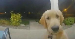 Golden retriever suona il campanello per rientrare in casa dopo essere scappato Golden retriever suona il campanello per rientrare in casa dopo essere scappato