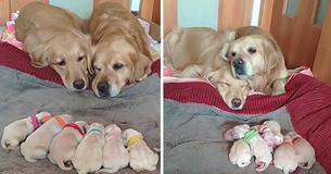 Due genitori di Golden Retriever vegliano sui propri cuccioli appena nati Due genitori di Golden Retriever vegliano sui propri cuccioli appena nati