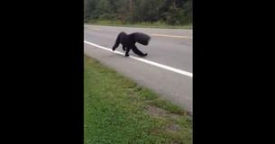 Courageous Rescuers Help Bear Who Had Bucket Stuck On His Head For Four Weeks Courageous Rescuers Help Bear Who Had Bucket Stuck On His Head For Four Weeks