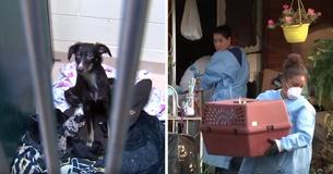 Propietarios llaman a la policía por el mal olor que proviene de la casa de los vecinos y los oficiales descubren más de 100 perros atrapados en su interior Propietarios llaman a la policía por el mal olor que proviene de la casa de los vecinos y los oficiales descubren más de 100 perros atrapados en su interior