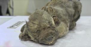 Este es Dogor, el cachorro prehistórico de 18.000 años que descubrieron en Siberia Este es Dogor, el cachorro prehistórico de 18.000 años que descubrieron en Siberia
