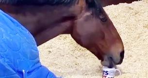 Este caballo policía tiene el hábito de tomarse una taza de té antes de comenzar su turno Este caballo policía tiene el hábito de tomarse una taza de té antes de comenzar su turno