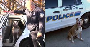 Police Departments Required Cheaper K-9s, So They Adopted Pit Bulls From Dog Shelters Police Departments Required Cheaper K-9s, So They Adopted Pit Bulls From Dog Shelters