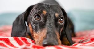 Vet Puts Dog Down By Mistake After Asking The Wrong Owner For Permission Vet Puts Dog Down By Mistake After Asking The Wrong Owner For Permission