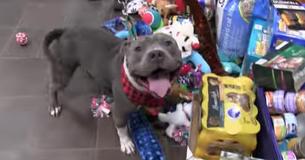 Iowa Animal Shelter Gives Their Rescue Dogs Chance To Pick Their Own Toys From Under The Christmas Tree Iowa Animal Shelter Gives Their Rescue Dogs Chance To Pick Their Own Toys From Under The Christmas Tree