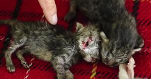 Kitten Born With Two Heads Tries To Stay Alive While Her Owner Refuses To Give Up On Her Kitten Born With Two Heads Tries To Stay Alive While Her Owner Refuses To Give Up On Her
