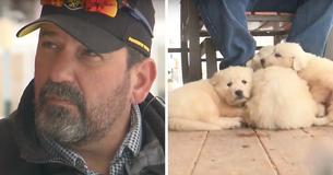 Couple Snowmobiling Find 3 Shivering Pups On Snowy Mountain Couple Snowmobiling Find 3 Shivering Pups On Snowy Mountain