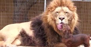 Wiener Dog Gives Loving Kisses To Huge Lion Wiener Dog Gives Loving Kisses To Huge Lion
