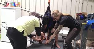 Kenny The Rescued Paralyzed Doberman Walks Again After Surgery And Rehabilitation Kenny The Rescued Paralyzed Doberman Walks Again After Surgery And Rehabilitation