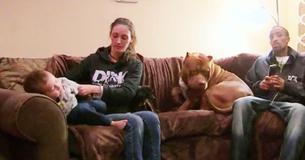 Hulk Is A Giant 175lb Family Pit Bull From The UK Hulk Is A Giant 175lb Family Pit Bull From The UK