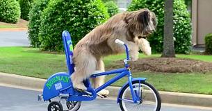 Briard Dog Can Ride Scooters And Bicycles By Himself Briard Dog Can Ride Scooters And Bicycles By Himself