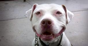 Dog Rescued 12 Years Ago Hasn't Stopped Smiling Since Dog Rescued 12 Years Ago Hasn't Stopped Smiling Since