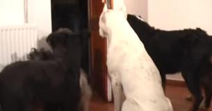 Dogs Decorate Home For Christmas As Owner Works Dogs Decorate Home For Christmas As Owner Works