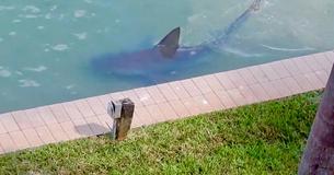 Large Bull Shark Is Spotted In The Backyard Of A Resident’s Home Large Bull Shark Is Spotted In The Backyard Of A Resident’s Home