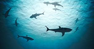 Hundreds Of Deceased Sharks Found Trapped In Giant Floating 'Ghost Net' Hundreds Of Deceased Sharks Found Trapped In Giant Floating 'Ghost Net'
