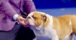 Thor The Bulldog Beat 2,000 Other Dogs To Win The 2019 National Dog Show Thor The Bulldog Beat 2,000 Other Dogs To Win The 2019 National Dog Show