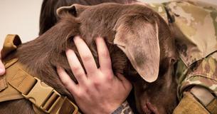 Texas Bill Now Allows Police Dogs To Be Adopted By Handlers After Retirement Texas Bill Now Allows Police Dogs To Be Adopted By Handlers After Retirement