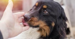 L'homme allemand décède après avoir été léché par un chien, lui transmettant ainsi une infection rare L'homme allemand décède après avoir été léché par un chien, lui transmettant ainsi une infection rare
