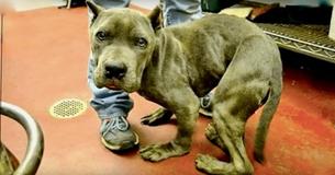 Cachorro fica com corpo deformado após passar dois anos preso em uma gaiola Cachorro fica com corpo deformado após passar dois anos preso em uma gaiola