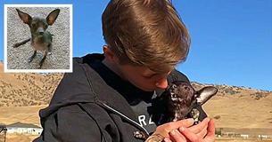 Mulher adota cão de abrigo com deformidades e ele mostra a ela s sua doce gratidão Mulher adota cão de abrigo com deformidades e ele mostra a ela s sua doce gratidão