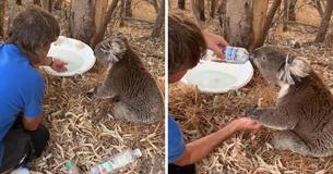 Man Rescues Dehydrated Koala And Receives Heartfelt Thank You In Return Man Rescues Dehydrated Koala And Receives Heartfelt Thank You In Return