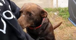 Cachorrinho abandonado que ficava sempre no mesmo lugar à espera de um lar é finalmente resgatado Cachorrinho abandonado que ficava sempre no mesmo lugar à espera de um lar é finalmente resgatado