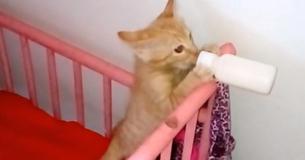 Little Kitten Is Treated Like Human Baby With A Bottle And It's Own Crib Little Kitten Is Treated Like Human Baby With A Bottle And It's Own Crib