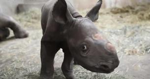 Very Rare Black Rhino Born At Michigan Zoo On XMas Eve Very Rare Black Rhino Born At Michigan Zoo On XMas Eve