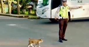 Traffic Officer Sees Cat Waiting To Cross The Street And Helps By Stopping Cars For The Furry Pedestrian Traffic Officer Sees Cat Waiting To Cross The Street And Helps By Stopping Cars For The Furry Pedestrian