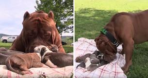 Ninhada de Pit Bull Gigante tem o valor estimado em 2 milhões de reais Ninhada de Pit Bull Gigante tem o valor estimado em 2 milhões de reais