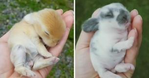 Tiny Handheld Bunnies Are Helping With Therapy Sessions Tiny Handheld Bunnies Are Helping With Therapy Sessions