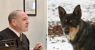 Le juge a ordonné à une femme de dormir dans une cour de décharge après avoir négligé son chien Le juge a ordonné à une femme de dormir dans une cour de décharge après avoir négligé son chien